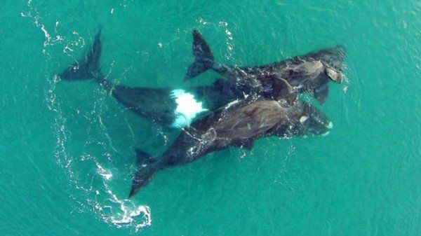 Una intoxicación en el marco del fenómeno que se conoce como marea roja continúa siendo la principal hipótesis.