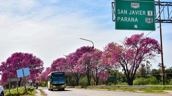 Con el objetivo de preservar una hilera completa de lapachos adultos, que de otro modo habrían sido removidos, el Gobierno Provincial modificó y bajó la cota del acceso al nuevo puente desde Santa Fe.