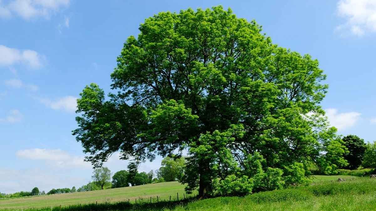 Elegir árboles de raíces controladas evita gastos futuros en reparaciones de veredas y cañerías.&nbsp;