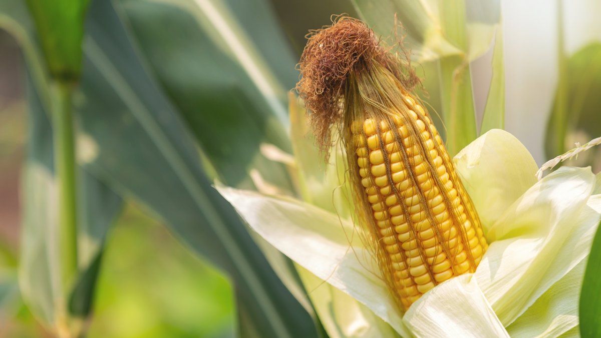 Los mayores incrementos se lograron en las actividades de molienda seca y molienda húmeda.