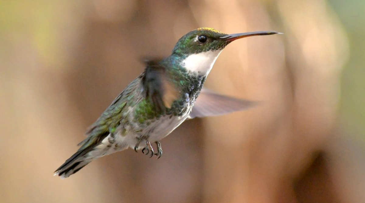 Qué significa que un colibrí haga su nido en tu jardín