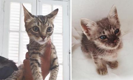 Vet en Línea ofrece la mejor cobertura de salud para los felinos de la casa. Vet en Línea ofrece la mejor cobertura de salud para los felinos de la casa.