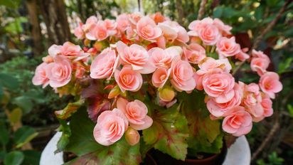 La planta que podés sembrar en septiembre y florece incluso con poca luz