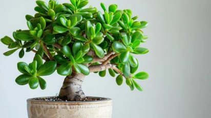 El lugar de la casa donde tenés que poner el árbol de jade para atraer abundancia