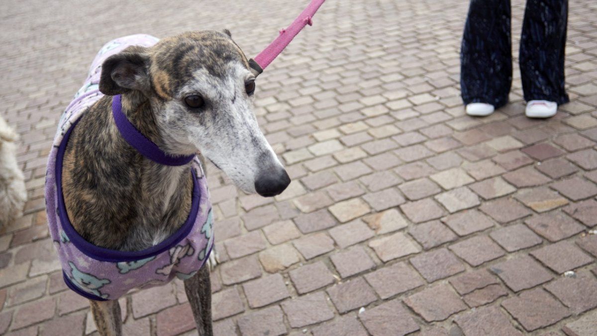 Treinta y dos&nbsp;perros y gatos fueron adoptados en junio gracias al Imusa.