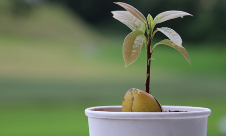 El truco con agua y palillos para tener palta en casa. El truco con agua y palillos para tener palta en casa.