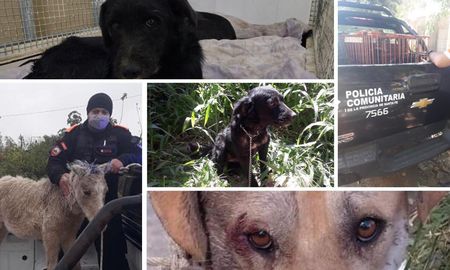 La Policía Ecológica interviene ante denuncias por delitos contra animales domésticos y silvestres. La Policía Ecológica interviene ante denuncias por delitos contra animales domésticos y silvestres.