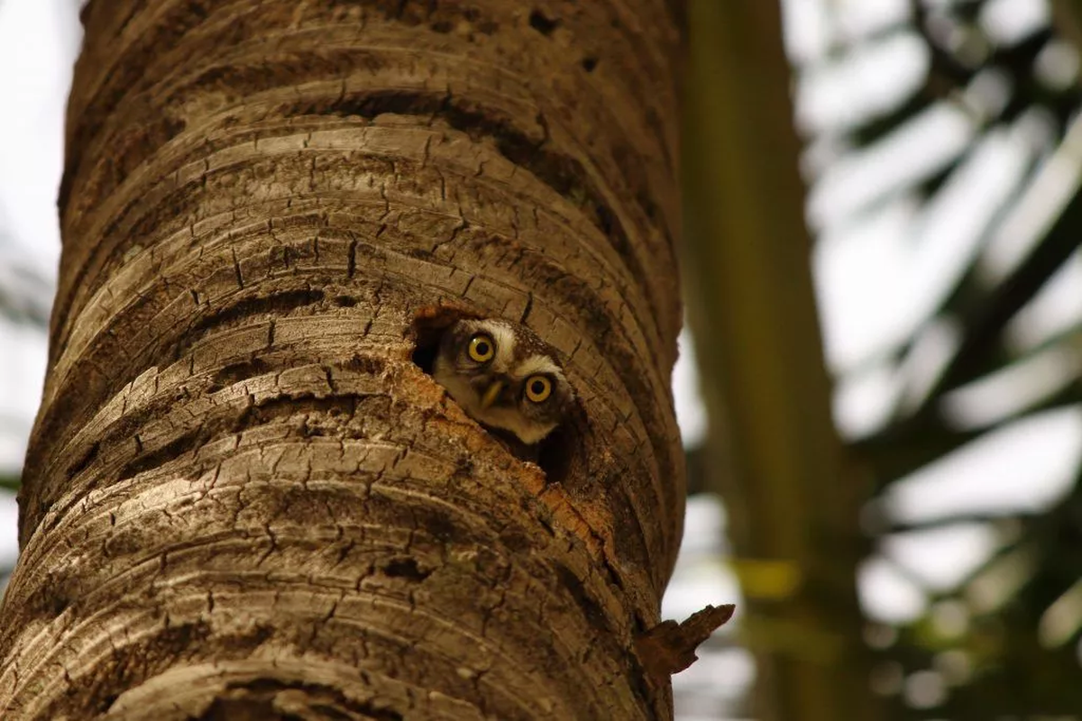 La lechuza, por sus costumbres nocturnas y silenciosas, siempre se vio asociada al mundo espiritual.
