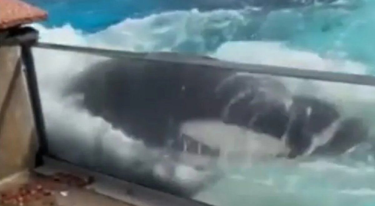 Video viral: el desesperado pedido de libertad de una orca que lleva más de diez años encerrada en un acuario
