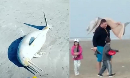 Denuncian al hombre que capturó a un delfín en una playa de Mar del Tuyú. Denuncian al hombre que capturó a un delfín en una playa de Mar del Tuyú.