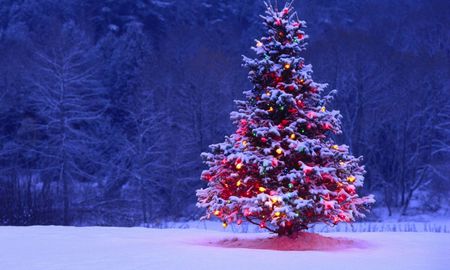 Se tendría que usar un árbol de Navidad de plástico durante 20 años para que su uso sea tan respetuoso con el medio ambiente como usar una sola vez un abeto natural. Se tendría que usar un árbol de Navidad de plástico durante 20 años para que su uso sea tan respetuoso con el medio ambiente como usar una sola vez un abeto natural.