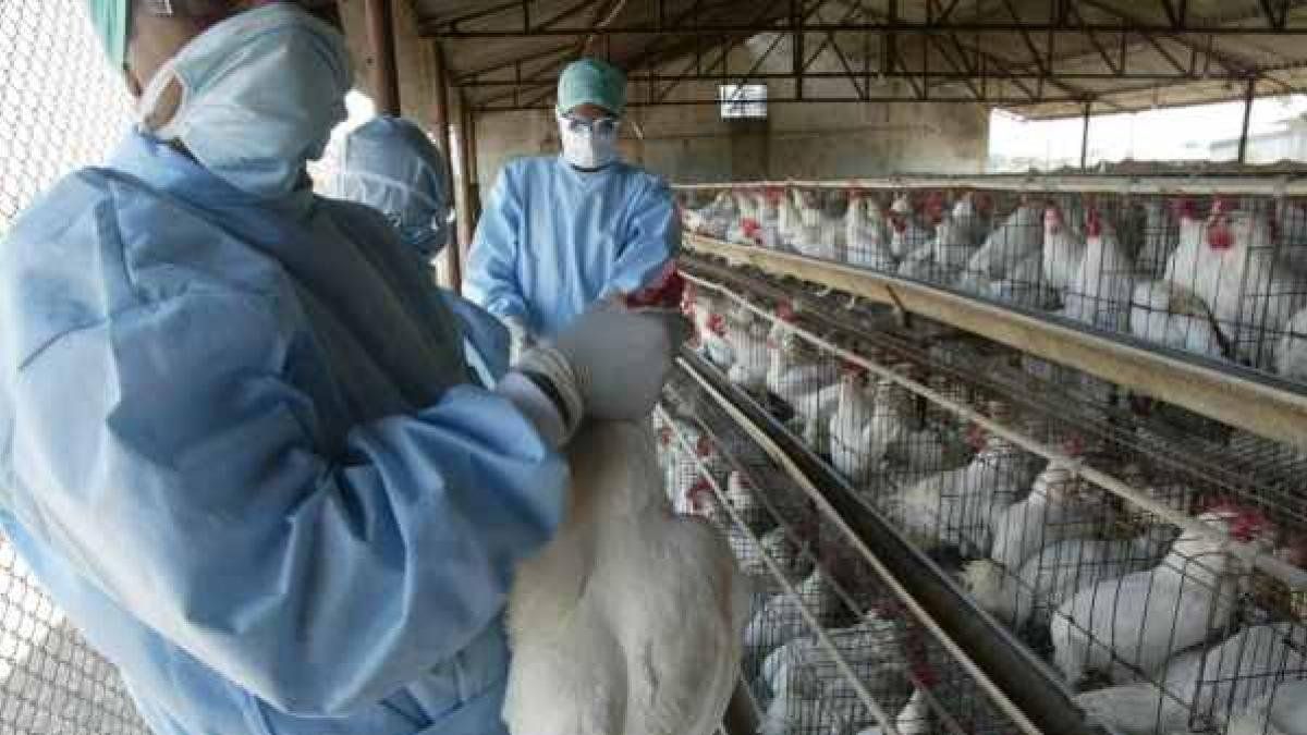 La gripe aviar no se transmite a los humanos a través del consumo de carne de aves y huevos.China reportó el primer caso de gripe aviar H3N8 en humanos