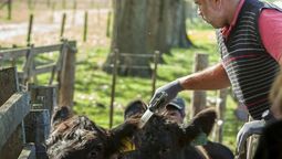 vacuna antiaftosa: los precios que pagan los productores en santa fe