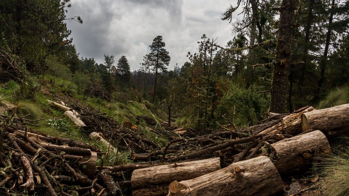 Colombia y Brasil encabezan la lista de países con mayor cantidad de asesinatos de referentes sociales de defensa de la naturaleza.