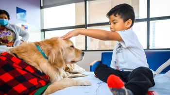 Niños internados recibirán visitas de perros en una prueba piloto en Rosario