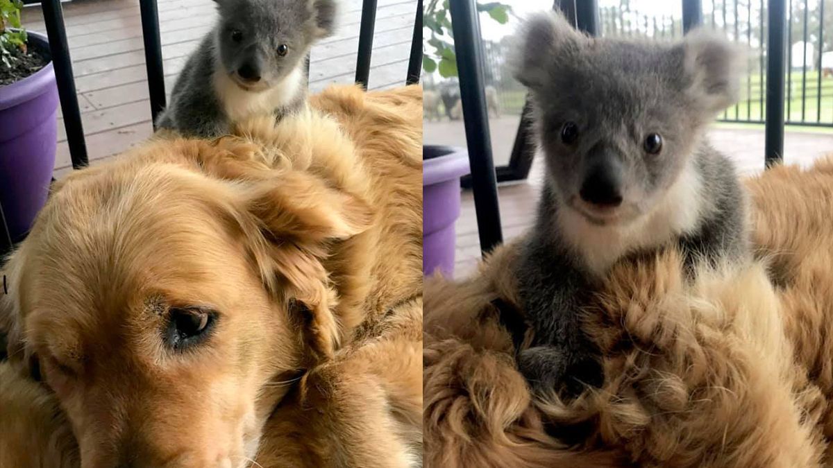 Una perrita salvó la vida a un koala bebé a punto de morir en Australia