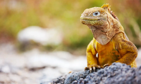 ¿Por qué los humanos y los perros no soportamos el calor como una iguana?
