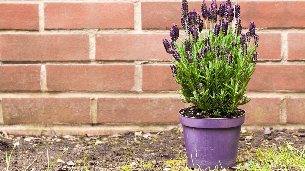 Cultivar lavanda en maceta permite controlar mejor el drenaje y protegerla del exceso de humedad. Cultivar lavanda en maceta permite controlar mejor el drenaje y protegerla del exceso de humedad.