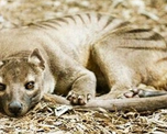 tigre de tasmania: lo creian extinguido, pero dicen haberlo visto en los ultimos dos anos tigre de tasmania: lo creian extinguido, pero dicen haberlo visto en los ultimos dos anos