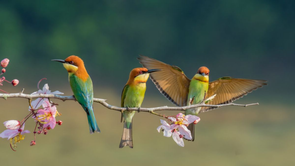 Soñar con pájaros puede tener diferentes significados.