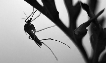 el truco infalible para evitar mosquitos: la receta casera y efectiva el truco infalible para evitar mosquitos: la receta casera y efectiva