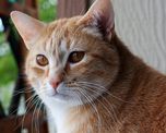 El significado de soñar con gatos. El significado de soñar con gatos.