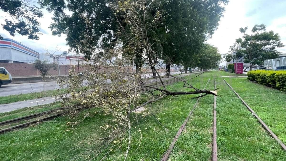 La rama que cayó sobre la mujer que circulaba en moto. La rama que cayó sobre la mujer que circulaba en moto.