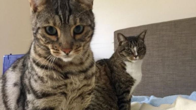 gatos.jpg