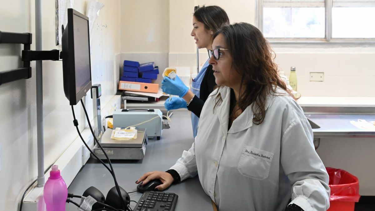La nueva normativa nacional sobre el sistema de sangre formaliza un modelo que Santa Fe ya había adoptado y es pionero en el país. La nueva normativa nacional sobre el sistema de sangre formaliza un modelo que Santa Fe ya había adoptado y es pionero en el país.