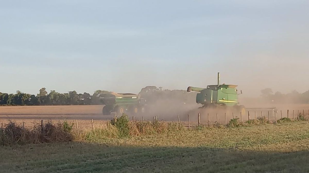 Lote con soja tardía en pleno proceso de cosecha