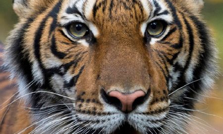 La tigresa malaya Nadia del zoológico del Bronx (Nueva York, EE.UU.), el 5 de abril de 2020 La tigresa malaya Nadia del zoológico del Bronx (Nueva York, EE.UU.), el 5 de abril de 2020