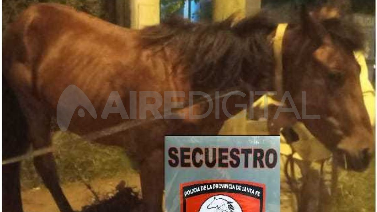 Los rescates de animales se trabajan en red con otras instituciones. En el caso de los equinos, toma intervención SOS Caballos.