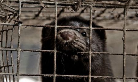 coronavirus: detectan los primeros casos conocidos de contagio de animales a humanos coronavirus: detectan los primeros casos conocidos de contagio de animales a humanos