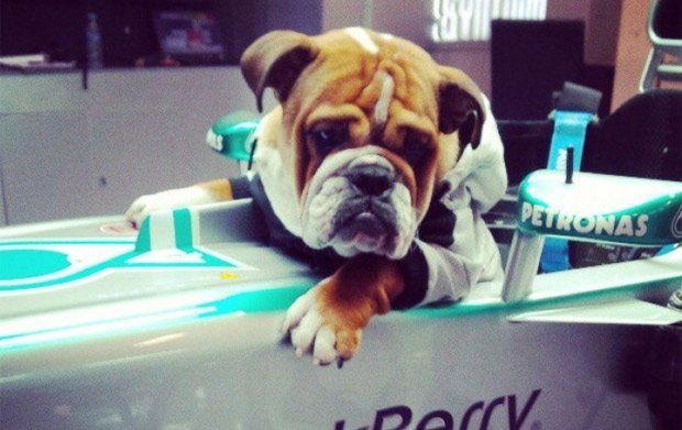 El perro de Lewis Hamilton que gana más que un piloto de F1