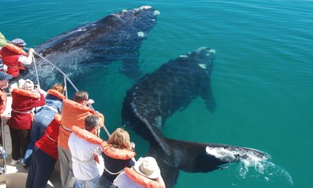 Almas del Océano, la película en la que las ballenas hablan para concientizar sobre el cuidado de los mares. Almas del Océano, la película en la que las ballenas hablan para concientizar sobre el cuidado de los mares.