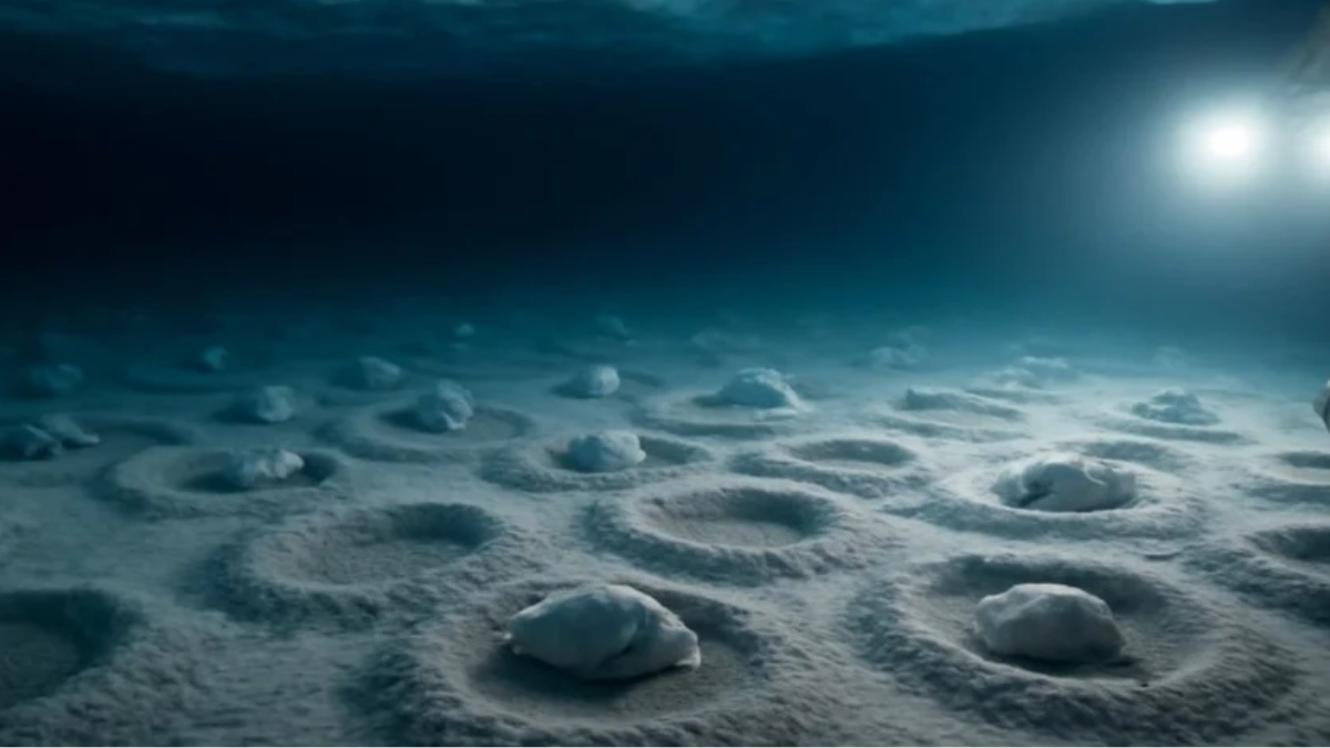 La expedición registró más de mil nidos de peces sobre el fondo marino del mar de Weddell. La expedición registró más de mil nidos de peces sobre el fondo marino del mar de Weddell.