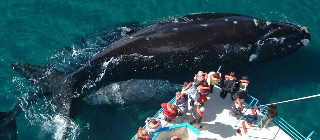 Los avistajes de la ballena Franca Austral es el principal recurso turístico de la provincia de Chubut.