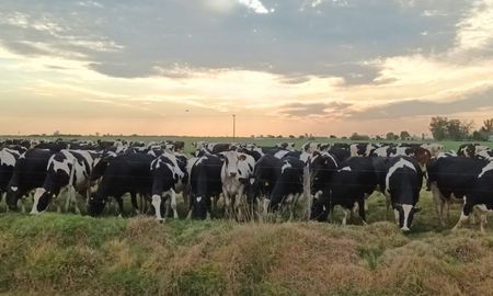 argentina lidera el crecimiento lechero mundial con un alza del 4,5% en 2025 argentina lidera el crecimiento lechero mundial con un alza del 4,5% en 2025