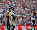 fallecio robertito, el perro que jugo para union por unos minutos fallecio robertito, el perro que jugo para union por unos minutos