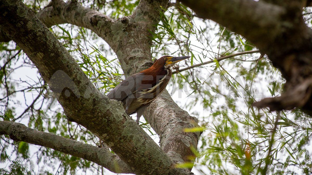Jaaukanigás es considerado uno de los sitios más biodiversos de la Argentina, con más de 800 especies de plantas y 767 especies de vertebrados.