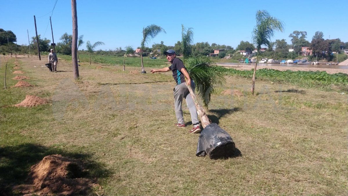 Se están colocando palmeras