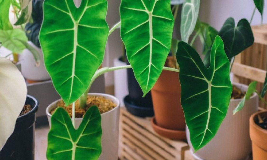 Jardinería para principiantes