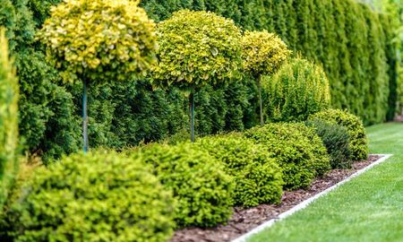 Sembrá este árbol en primavera para cosechar frutos en solo unos meses. Sembrá este árbol en primavera para cosechar frutos en solo unos meses.
