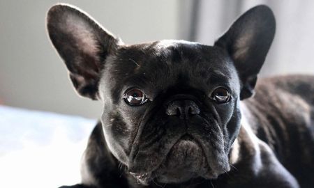 Un bulldog francés murió desnutrido en un criadero ilegal. Un bulldog francés murió desnutrido en un criadero ilegal.