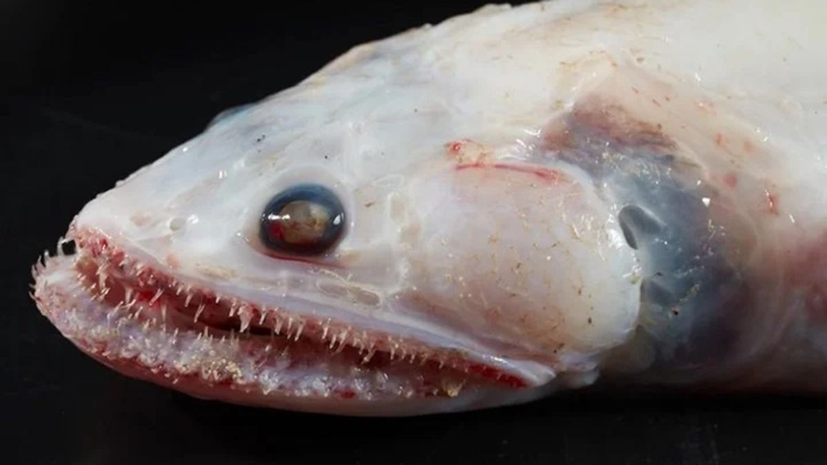 A Batisaurio Mollis, Also Known As Highfin Lizardfish, Is A Voracious Deep-Water Predator