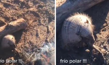 Video viral: un mulita se acercó al fuego de un gaucho para protegerse del intenso frío.