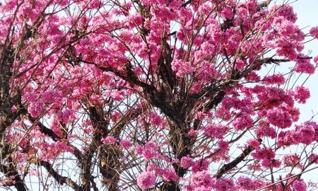 Este lunes comienza la primavera civil. Sin embargo, el equinoccio será el martes a las 10:31 horas. Este lunes comienza la primavera civil. Sin embargo, el equinoccio será el martes a las 10:31 horas.