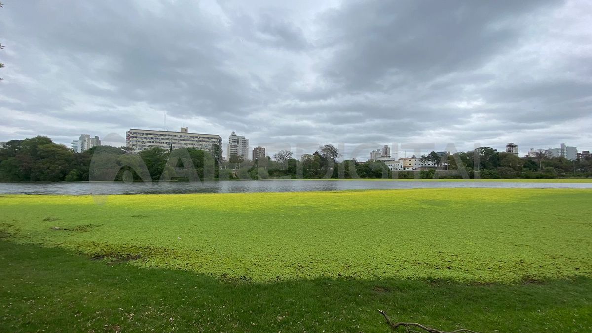 La vegetación acuática ocupó gran parte del lago del Parque del Sur. La vegetación acuática ocupó gran parte del lago del Parque del Sur.