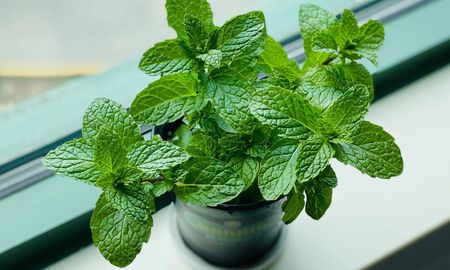 La menta revive incluso después de podas intensas. La menta revive incluso después de podas intensas.