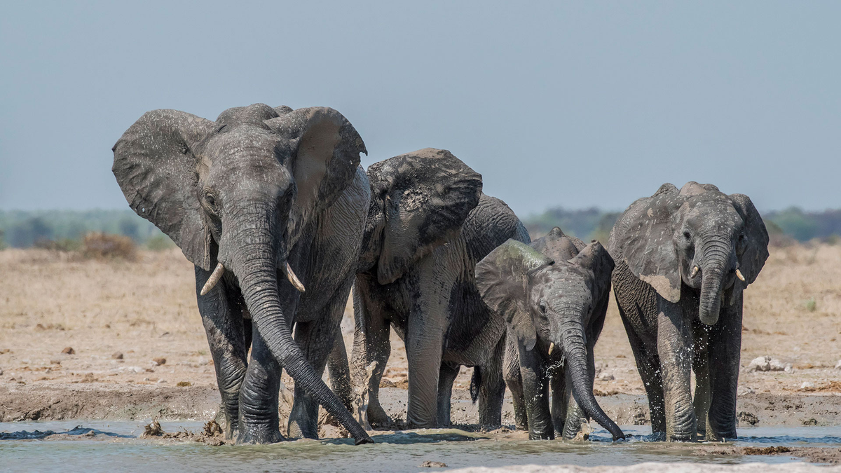 Los elefantes matan cada año a unas 100 personas en India